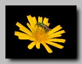 halictidae