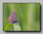 Lycaenidae
