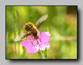 Bombyliidae