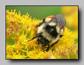 apidae