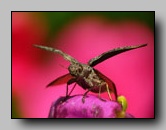 Buprestidae