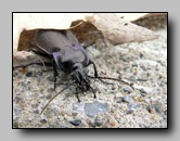 Carabidae