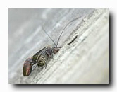 psocidae