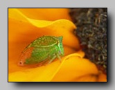 Membracidae