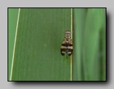 Ulidiidae