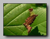 Notodontidae