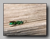 chrysididae