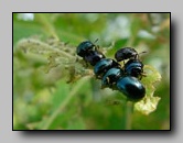Chrysomelidae