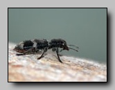 Cleridae