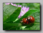 [coccinellidae]