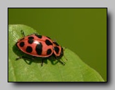 Coccinellidae