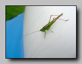 tettigoniidae