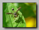 Conopidae