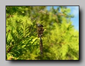 Corduliidae