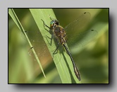 [corduliidae]