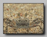 ocypodidae