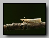 Crambidae