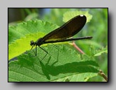 Calopterygidae