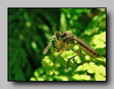 Asilidae