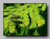 Dolichopodidae