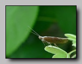 Ypsolophidae