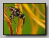 Salticidae