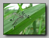 Ptychopteridae