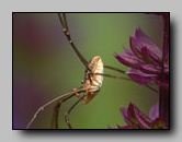 phalangiidae
