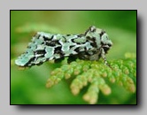 Noctuidae