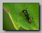formicidae