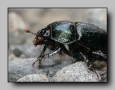 Geotrupidae