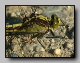 Gomphidae
