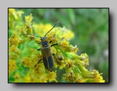 Cantharidae