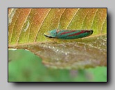 Cicadellidae
