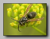 vespidae