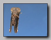 Drepanidae