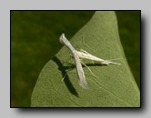 Pterophoridae