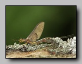 Ephemeridae