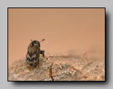 [curculionidae]