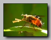 Tachinidae