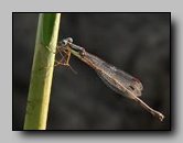 Lestidae