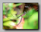 Tetragnathidae