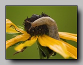 Agriolimacidae