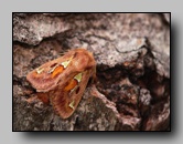 Limacotidae