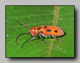 Cerambycidae