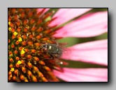 [calliphoridae]