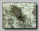 Lampyridae