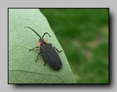 [lampyridae]