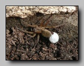 Lycosidae