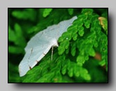 [geometridae]